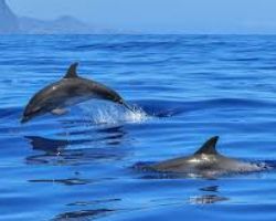 WHAT DOES IT MEAN TO DREAM OF WHALES AND DOLPHINS